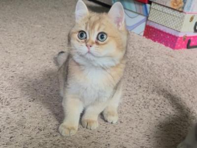 Hans - British Shorthair - Gallery Photo #1