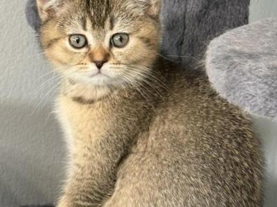 Scottish Fold Golden Ticked Male Alexander - Scottish Fold - Gallery Photo #1
