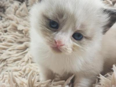The Garden Litter - Ragdoll - Gallery Photo #1