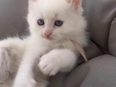 Marie - Turkish Angora - Gallery Photo #1