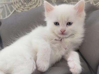 Lucy - Turkish Angora - Gallery Photo #1