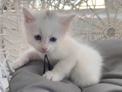 Braxton - Turkish Angora - Gallery Photo #1