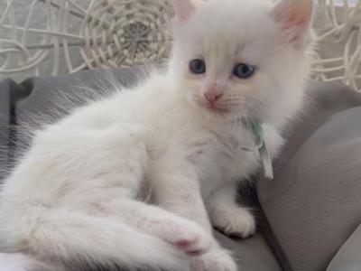 Lumi - Turkish Angora - Gallery Photo #1