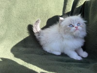 Pearls Kittens - Persian - Gallery Photo #1