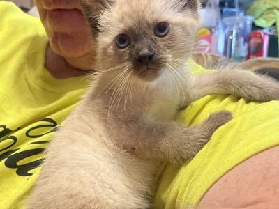 Siamese Male Kitten - Siamese - Gallery Photo #1