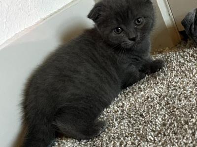 Luna - Scottish Fold - Gallery Photo #1