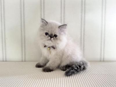 Lyra - Himalayan - Gallery Photo #1
