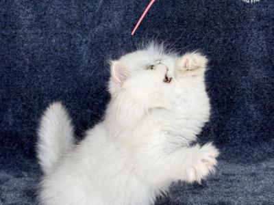 Vanilla - Persian - Gallery Photo #1