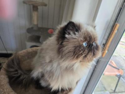 Victor - Himalayan - Gallery Photo #1