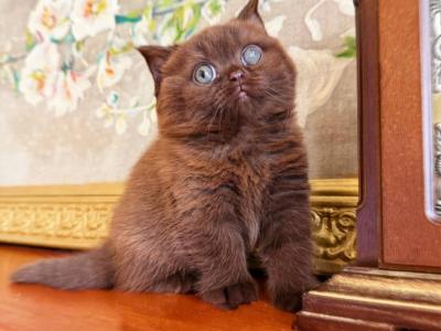 PURE BREED BRITISH SHORTHAIR KITTEN FOR SALE BOY - British Shorthair - Gallery Photo #1