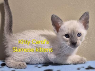 CFA Registered Siamese - Siamese - Gallery Photo #1
