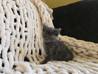 Athena - Domestic - Gallery Photo #1