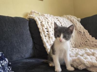 Atlas - Domestic - Gallery Photo #1