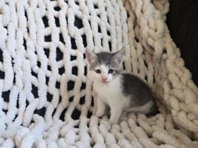 Buster - Domestic - Gallery Photo #1