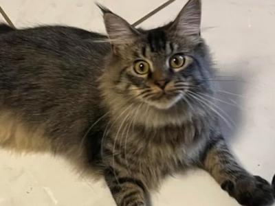 CINO BROWN MAINE COON FEMALE - Maine Coon - Gallery Photo #1