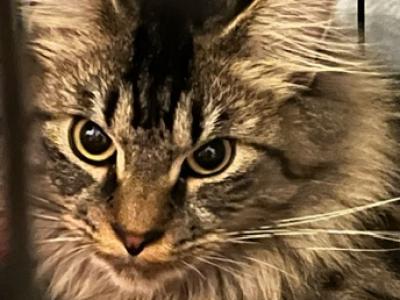 CINO BROWN MAINE COON FEMALE - Maine Coon - Gallery Photo #1