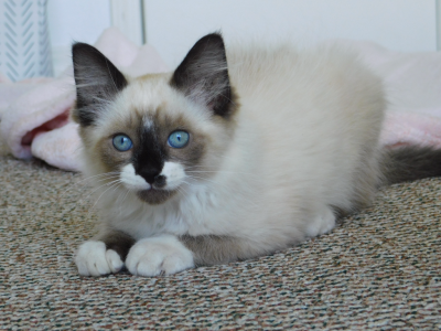 Maxwell - Domestic - Gallery Photo #1