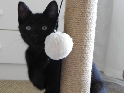 Knight - Domestic - Gallery Photo #1