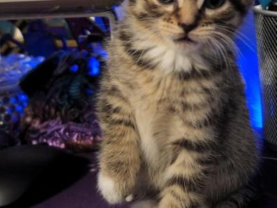 Tiger Lillie - Domestic - Gallery Photo #1