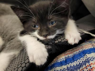 Missy - Domestic - Gallery Photo #1