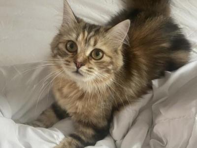Mimi - Siberian - Gallery Photo #1