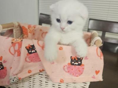 Scottish Folds And Scottish Straight - Scottish Fold - Gallery Photo #1