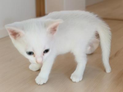 Ghost - Oriental - Gallery Photo #1
