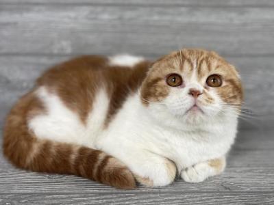 Charlie - Scottish Fold - Gallery Photo #1