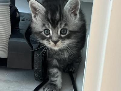 Maine Coon - Maine Coon - Gallery Photo #1