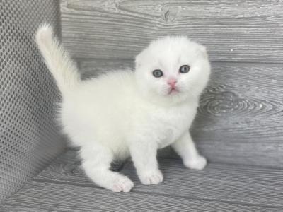 Tisha - Scottish Fold - Gallery Photo #1