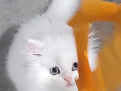 All White Blue Eyes - Persian - Gallery Photo #1