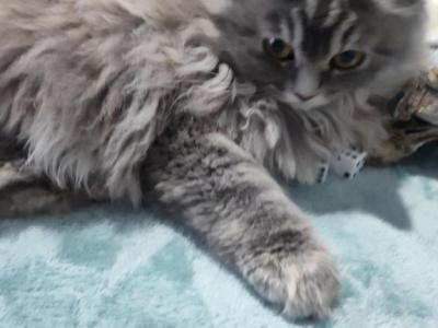 Blue Cream Persian Kitten - Persian - Gallery Photo #1