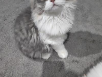 Blue White Persian Kitten - Persian - Gallery Photo #1