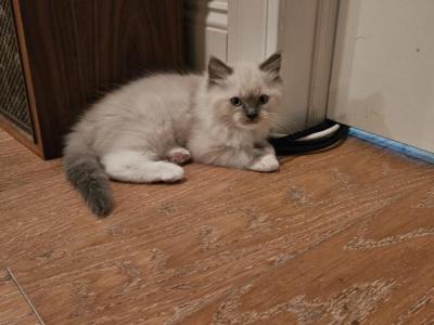 Lance - Ragdoll - Gallery Photo #1