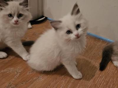 Lilly - Ragdoll - Gallery Photo #1