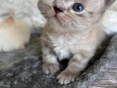Rare Colors Exceptional Quality Persians - Persian - Gallery Photo #1