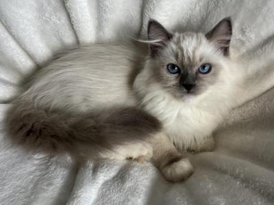 Ragdoll - Ragdoll - Gallery Photo #1