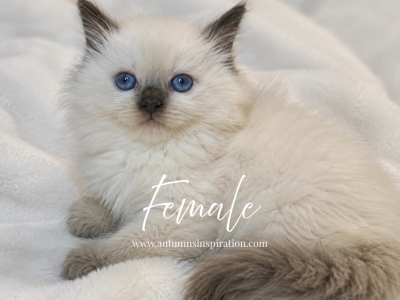 Available Kittens - Ragdoll - Gallery Photo #1