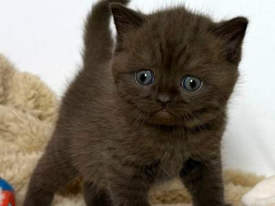 Gioia - British Shorthair - Gallery Photo #1