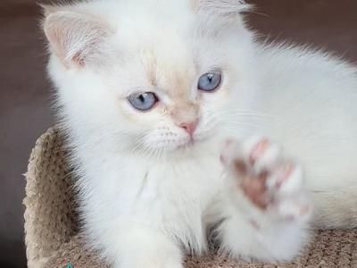 Xander - British Shorthair - Gallery Photo #1