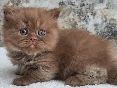 Urban_ - British Shorthair - Gallery Photo #1