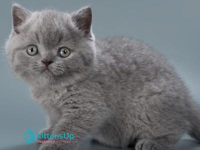 Ollie - British Shorthair - Gallery Photo #1