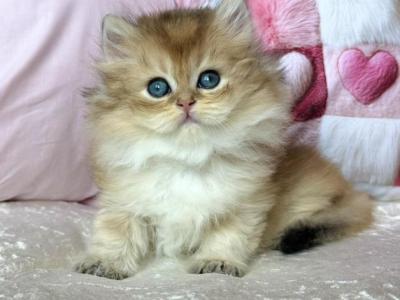 Adam - British Shorthair - Gallery Photo #1
