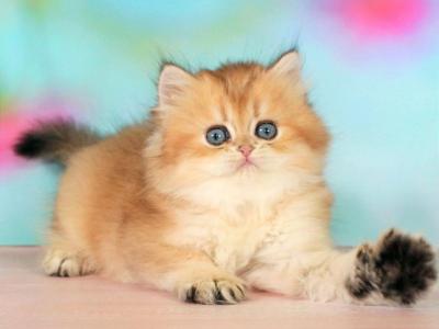 Romeo - British Shorthair - Gallery Photo #1
