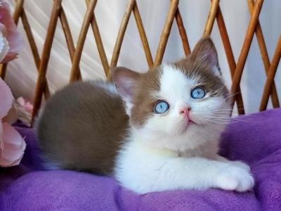 Steven - British Shorthair - Gallery Photo #1