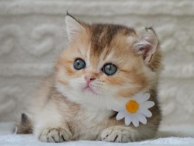 Cora - British Shorthair - Gallery Photo #1