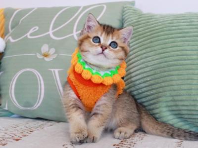Mario - British Shorthair - Gallery Photo #1