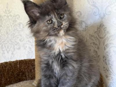 Tilly - Maine Coon - Gallery Photo #1