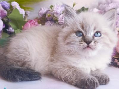 Dorothea - Siberian - Gallery Photo #1