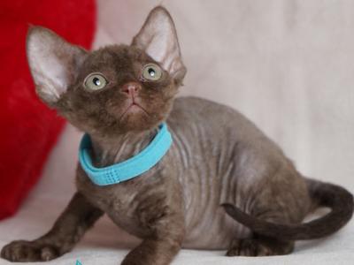 Makar - Devon Rex - Gallery Photo #1